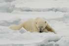 A resting polar bear-Ursus maritimus North polar ice cap-Arctic Ocean Art Print
